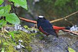 White-capped Redstart